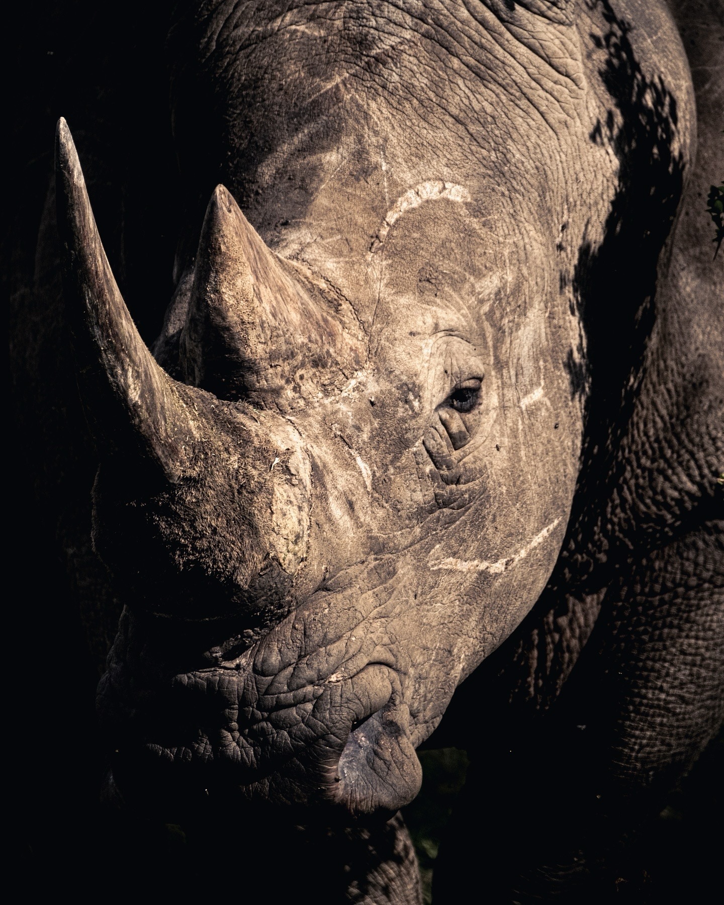 Etching their stories in scars.

Each mark on this white rhino bull tells a story of solitary battles and unwavering strength in their territories, a testament to their survival in the wild. 

Click the link in bio to learn how you can support our Footprint Trust in rhino conservation efforts. 

📸@robindmoore

#DiscoverTheSafariCollection #WelcomeToKenya #TheSafariCollection #SolioLodge #Conservation #Rhino #BlackRhino #WhiteRhino #RhinoConservation #Sundowner #MountKenya