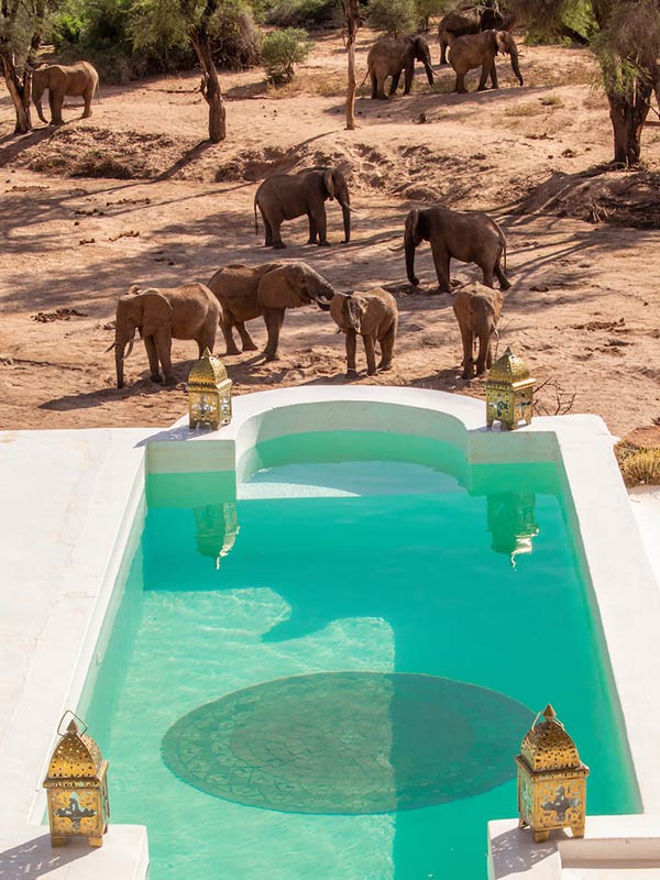 Private plunge pool overlooking herd of elephants drinking in the river