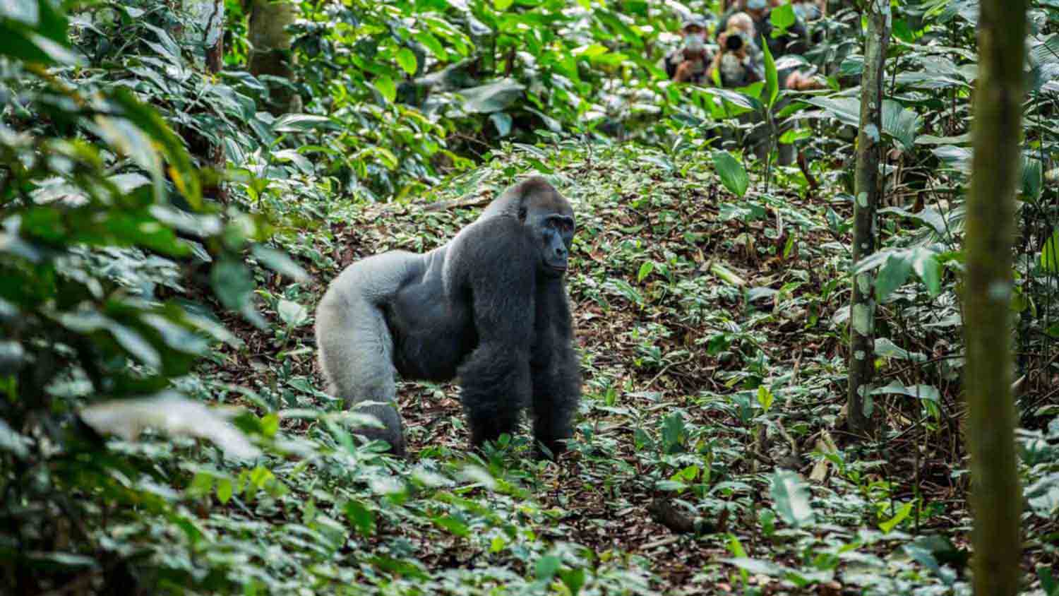 Gorilla trekking, Congo gorilla safari - The Safari Collection